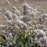 Un arbusto con racimos de pequeñas flores blancas. El lepidium para qué sirve, a menudo se usa en medicina tradicional.