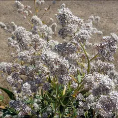 Un arbusto con racimos de pequeñas flores blancas. El lepidium para qué sirve, a menudo se usa en medicina tradicional.