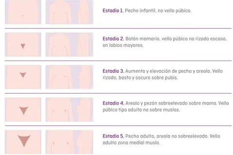 Gráfico de estadios de desarrollo puberal. Si mi hijo tiene 14 años y no se ha desarrollado, podría estar en el Estadio 1 o 2.