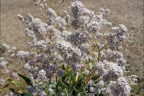 Un arbusto con racimos de pequeñas flores blancas. El lepidium para qué sirve, a menudo se usa en medicina tradicional.