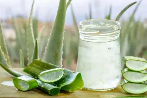 Gel de aloe vera en vaso y rodajas frescas, demostrando cómo el aloe vera regenera la piel.