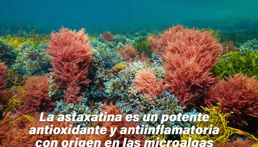 Un lecho marino vibrante con algas rojas y verdes. La astaxantina, un potente antioxidante, se encuentra en estas microalgas.