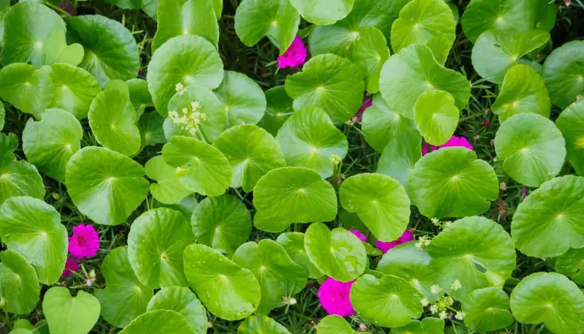 Hojas verdes y redondas de centella asiática, conocidas por sus propiedades medicinales, salpicadas de vibrantes flores fucsias.