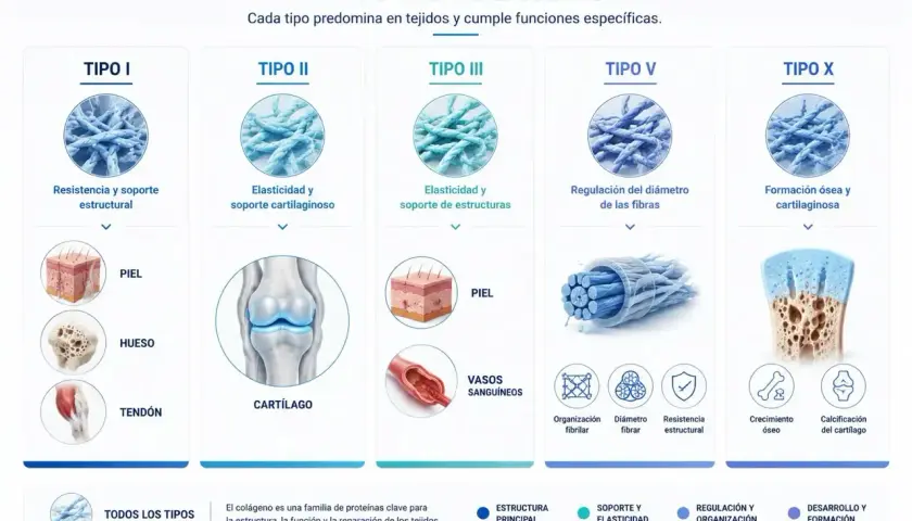 Infografía muestra cuántos tipos de colágeno hay: I, II, III, V y X, detallando sus funciones y tejidos.