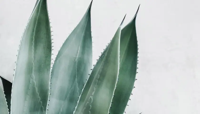 Hojas de aloe vera con espinas, destacando sus increíbles aloe vera propiedades para la piel y la salud.