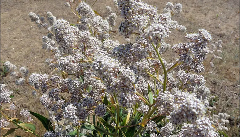 Un arbusto con racimos de pequeñas flores blancas. El lepidium para qué sirve, a menudo se usa en medicina tradicional.
