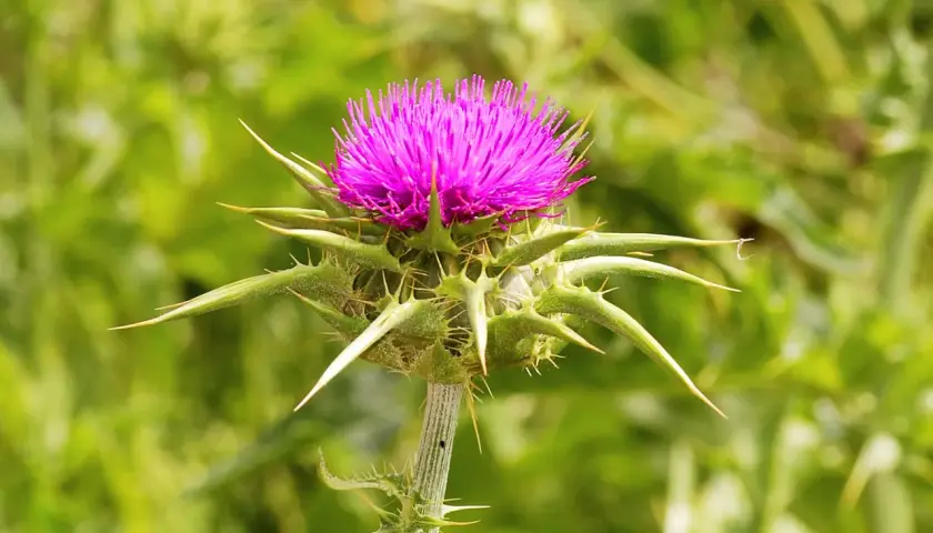 Flor de cardo con su vibrante flor morada. La silimarina, extraída de esta planta, es conocida por sus beneficios hepáticos.