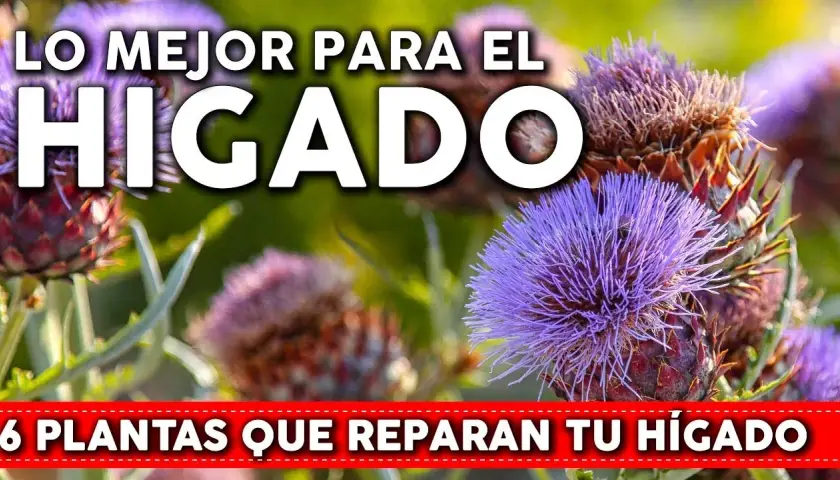 Medicamentos para limpiar el hígado: mejora tu salud hepática hoy