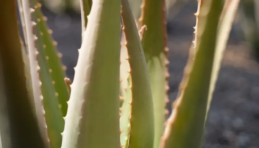 Primer plano de hojas de aloe vera, revelando sus espinas y la promesa de sus 10 beneficios.