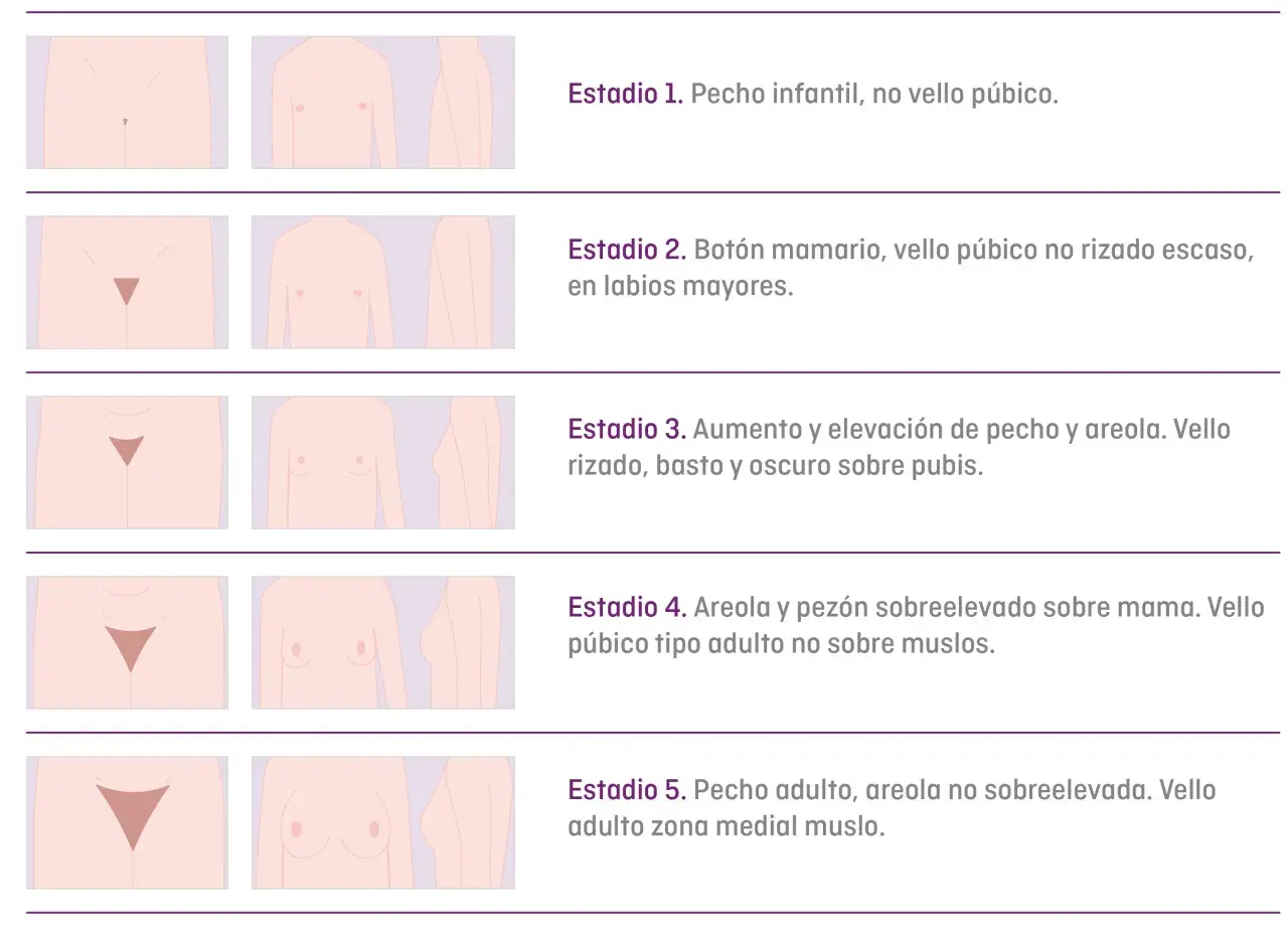 Gráfico de estadios de desarrollo puberal. Si mi hijo tiene 14 años y no se ha desarrollado, podría estar en el Estadio 1 o 2.