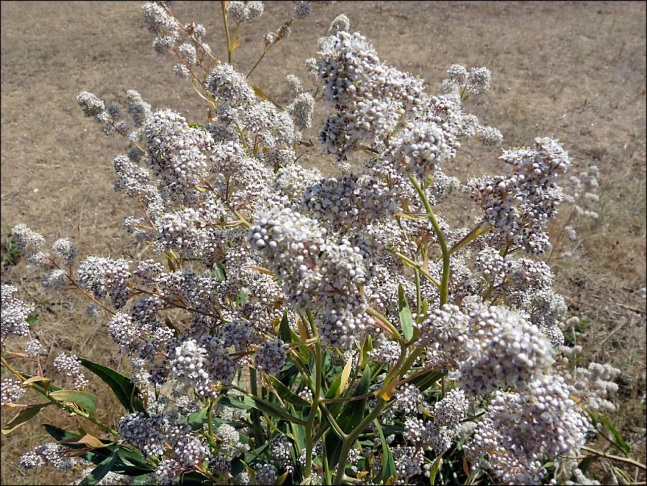 Un arbusto con racimos de pequeñas flores blancas. El lepidium para qué sirve, a menudo se usa en medicina tradicional.