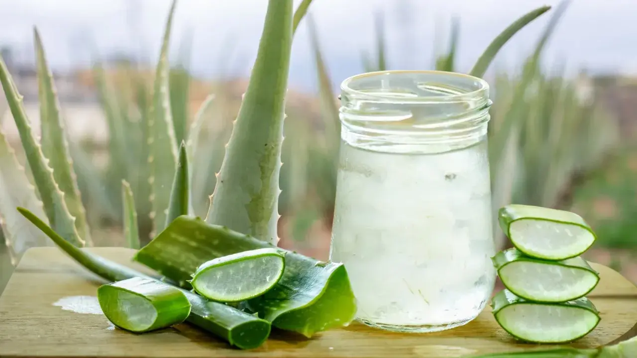 Gel de aloe vera en vaso y rodajas frescas, demostrando cómo el aloe vera regenera la piel.