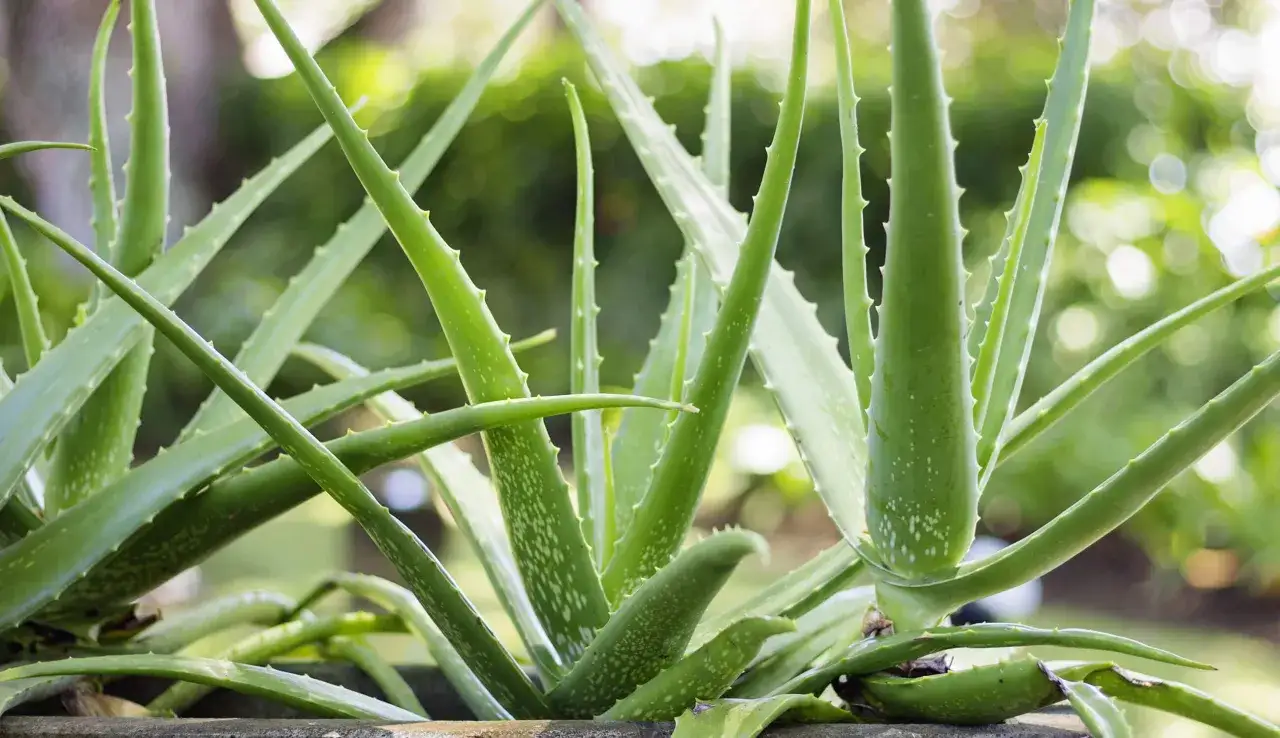 Plantas de aloe vera con sus hojas carnosas y dentadas, listas para ofrecer sus múltiples aloe vera puro beneficios.