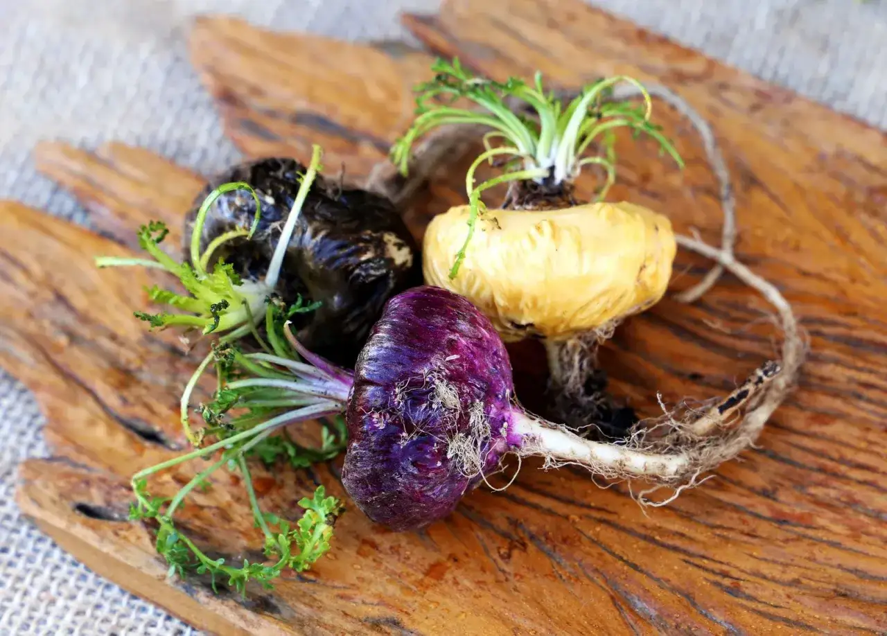Raíces de maca (Lepidium meyenii) de distintos colores, mostrando su versatilidad y para qué sirve este superalimento andino.