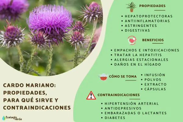 Cardo mariano: planta con flores púrpuras, útil para el hígado graso. Propiedades hepatoprotectoras y digestivas.